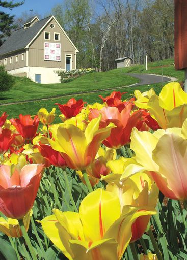 Tulips at Clary Gardens - Coshocton County, Ohio