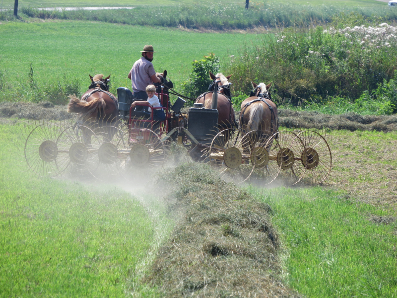 Raking Hay in Ohio's Amish Country - Holmes County, Ohio