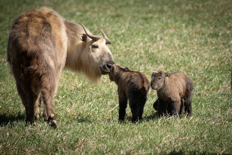 Babies at The Wilds - Muskingum County, Ohio